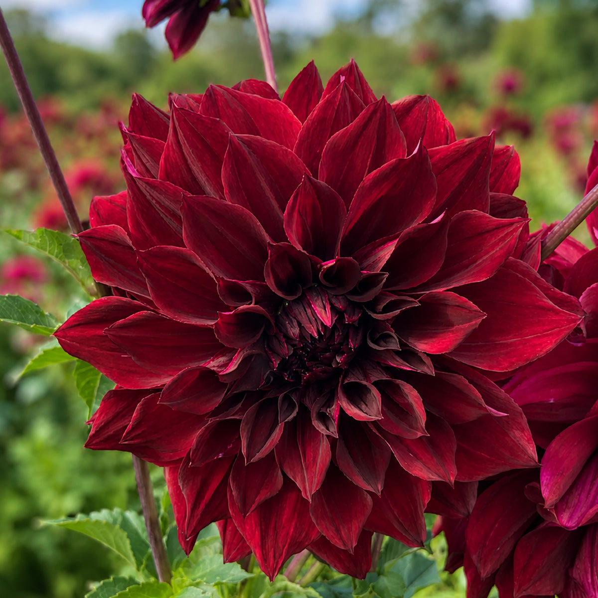 Dahlia Thelma Maude