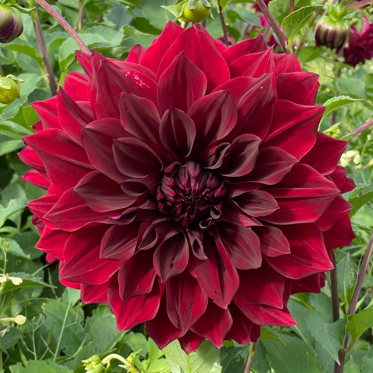 Dahlia Thelma Maude