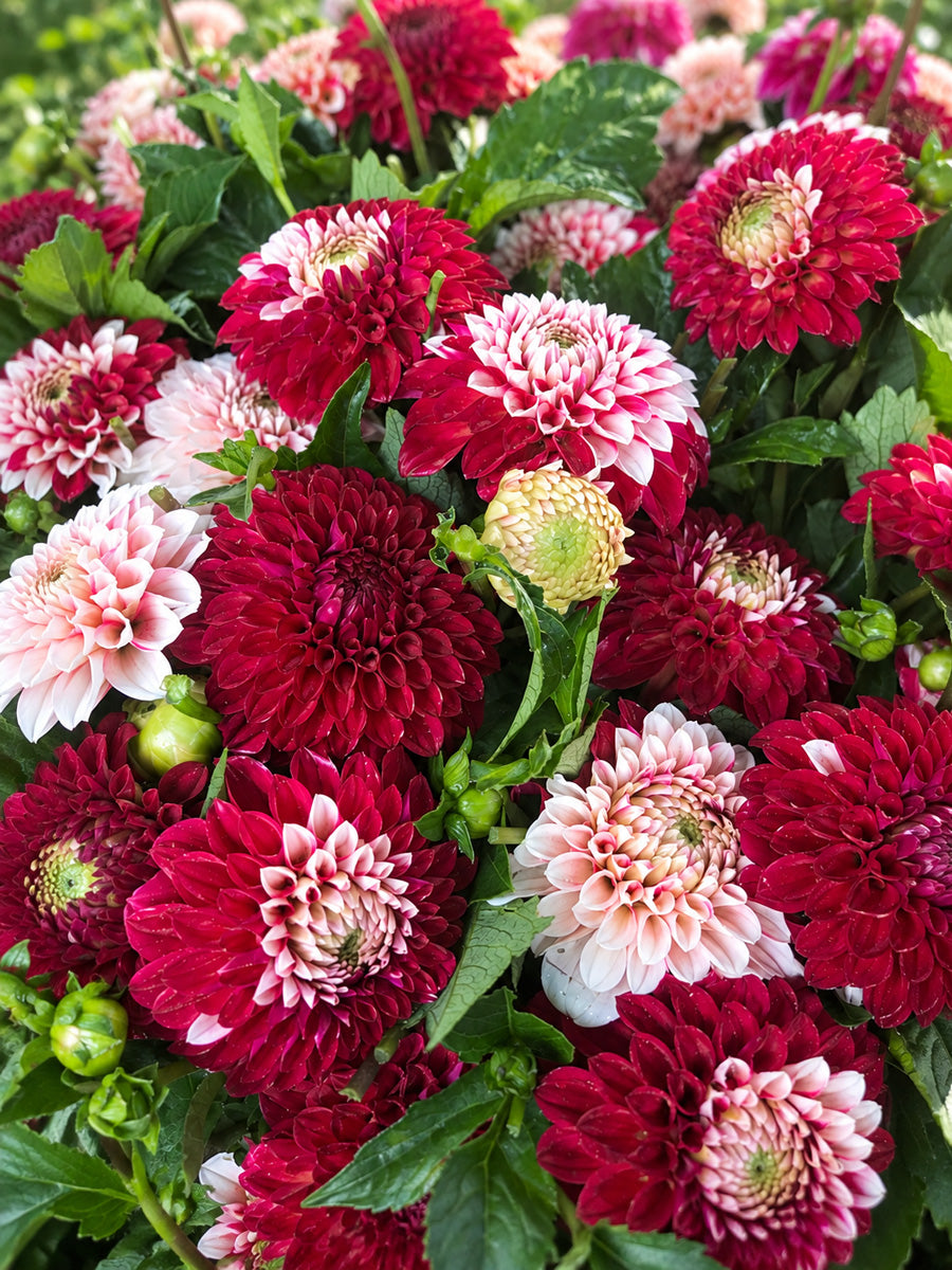 Dahlia Xmas Cheer