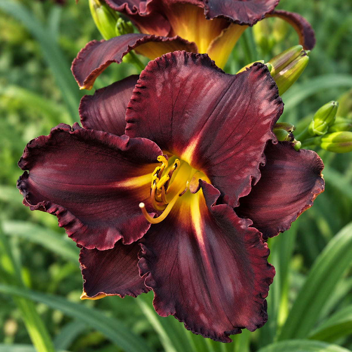 Daylily Black Stocking