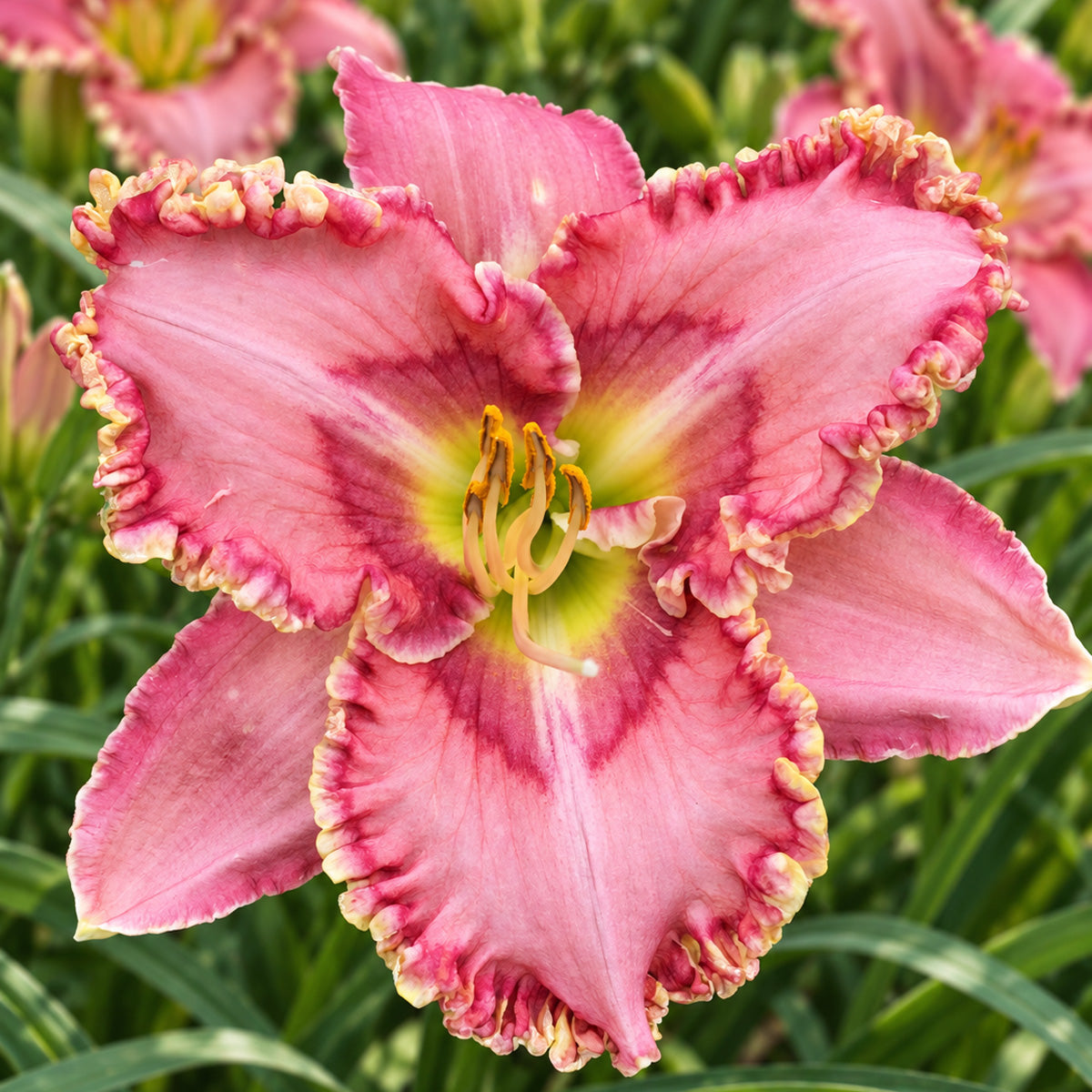 Daylily Princess Tutu