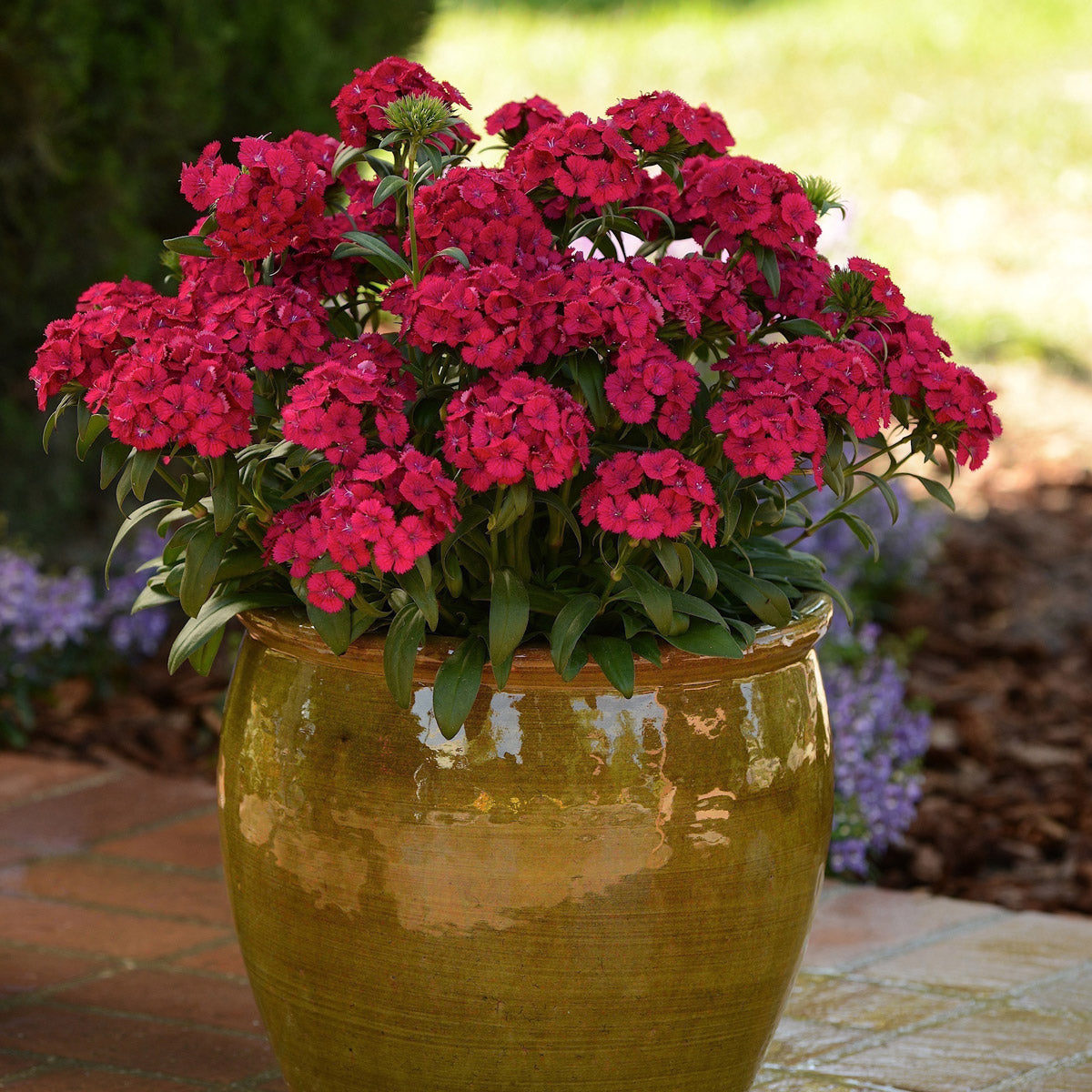 Dianthus Jolt Cherry
