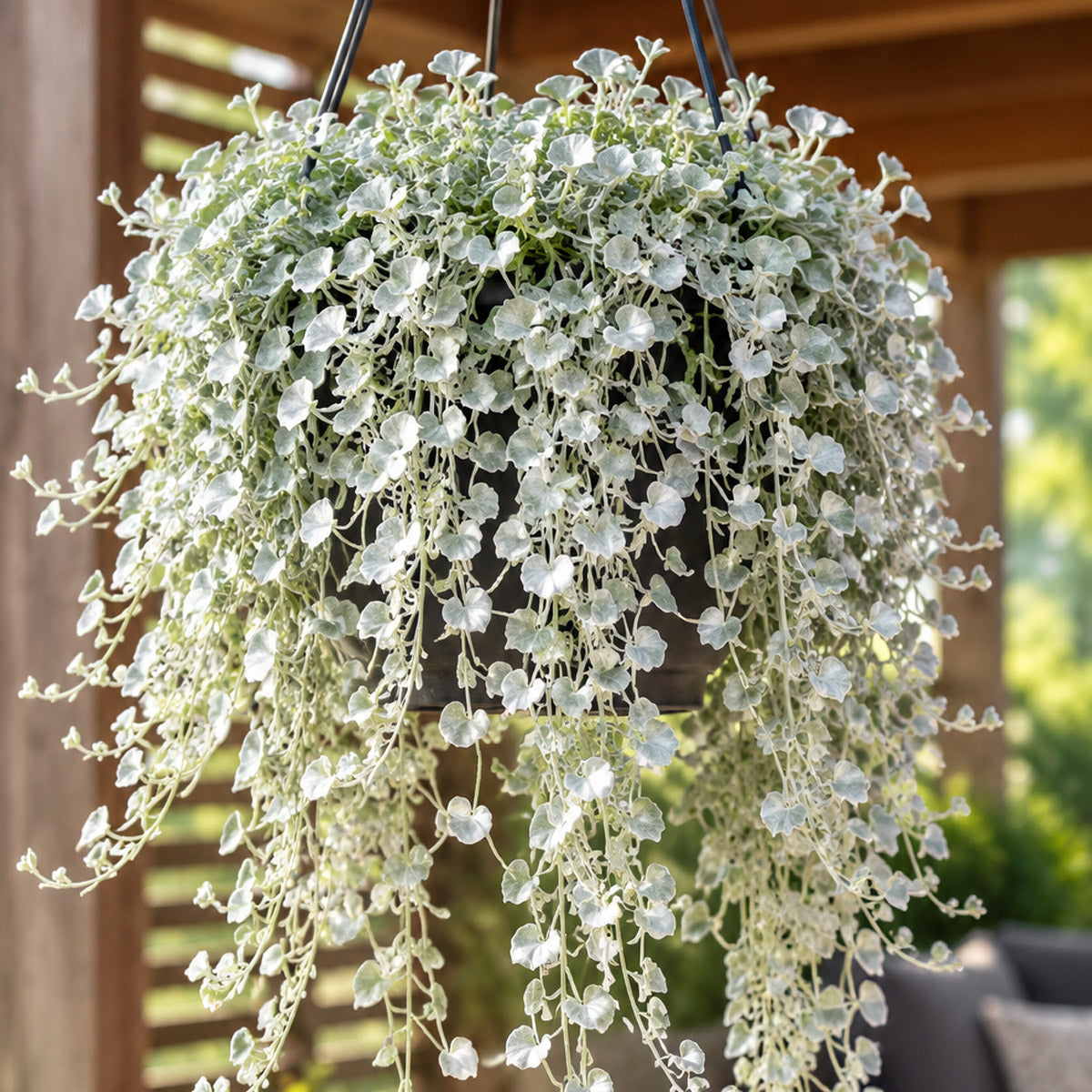 Dichondra Silver Surfer