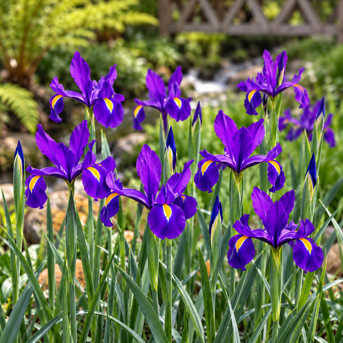Dutch Iris Discovery Purple
