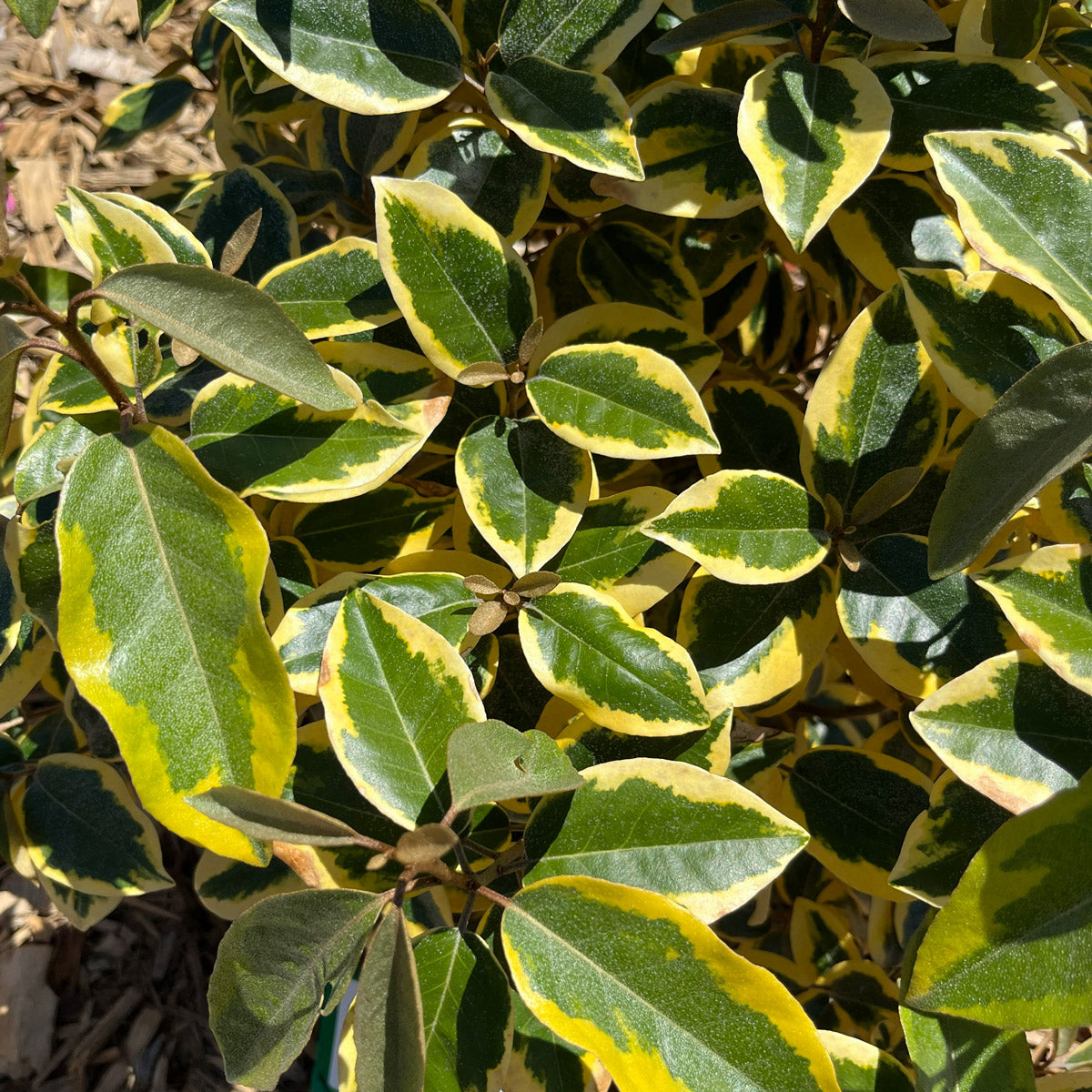 Elaeagnus Gilt Edge