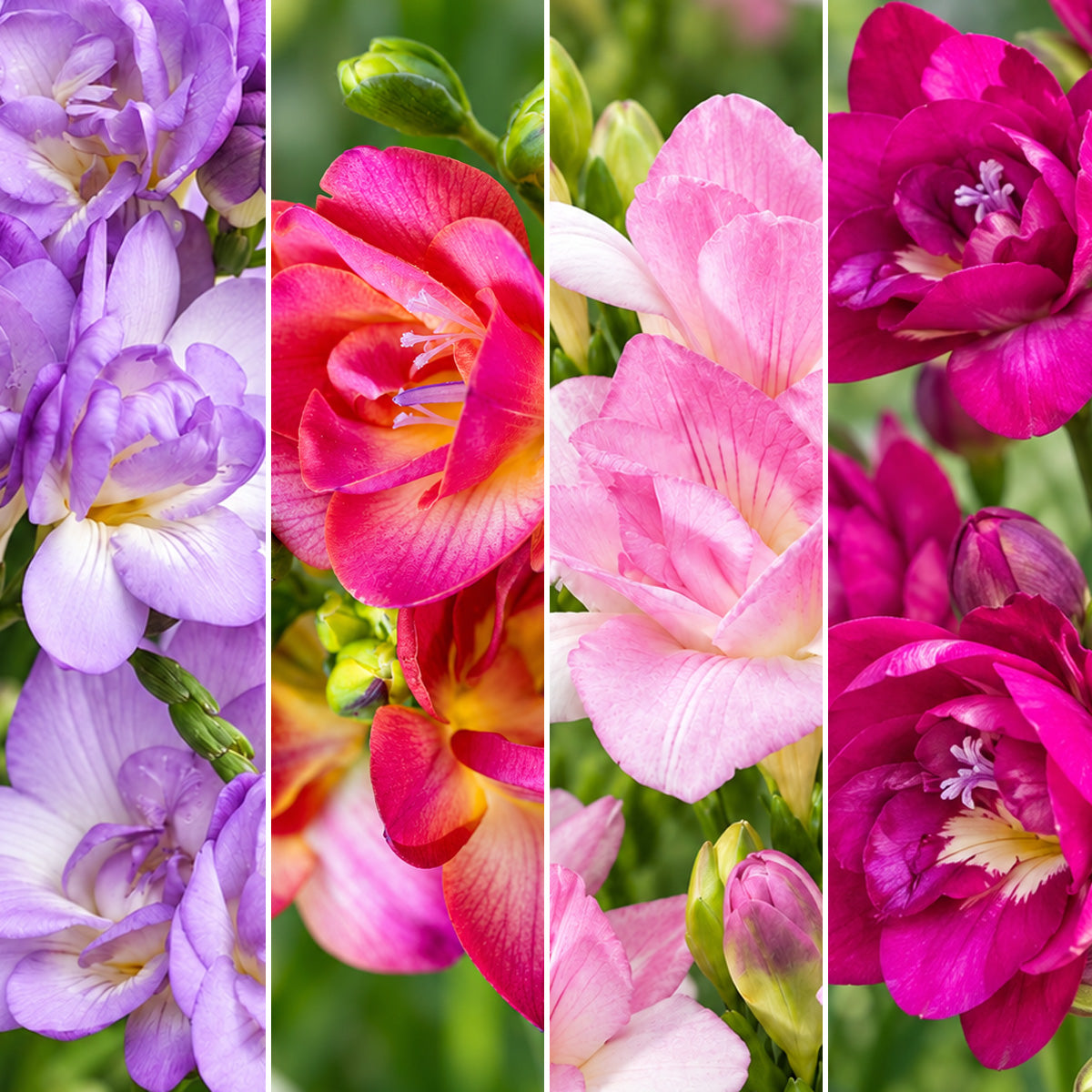 Freesia Double Collection 1