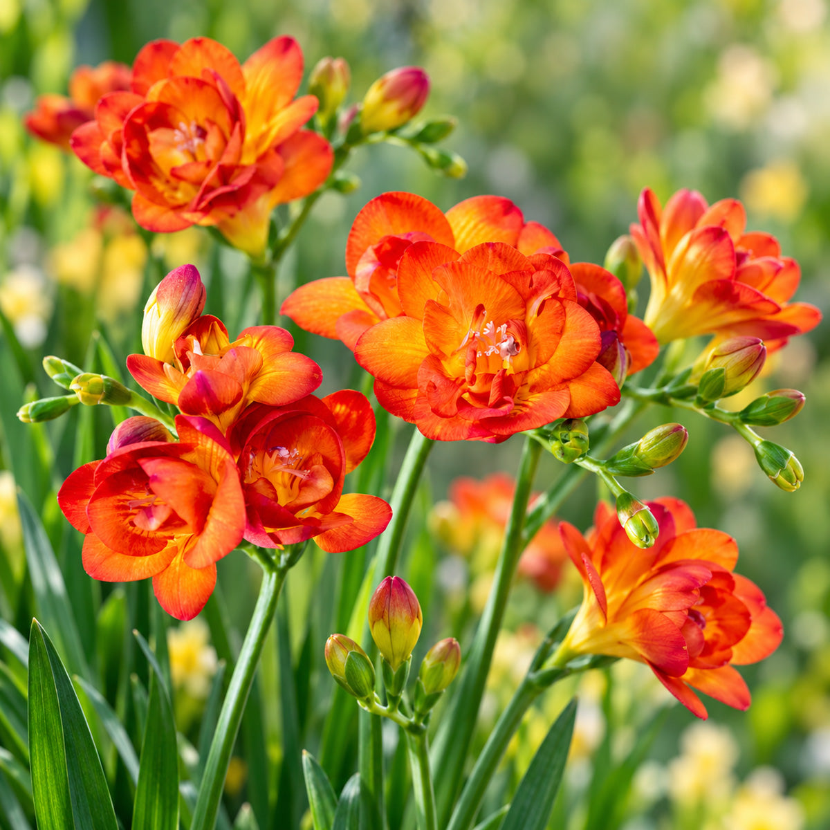 Freesia Bastogne