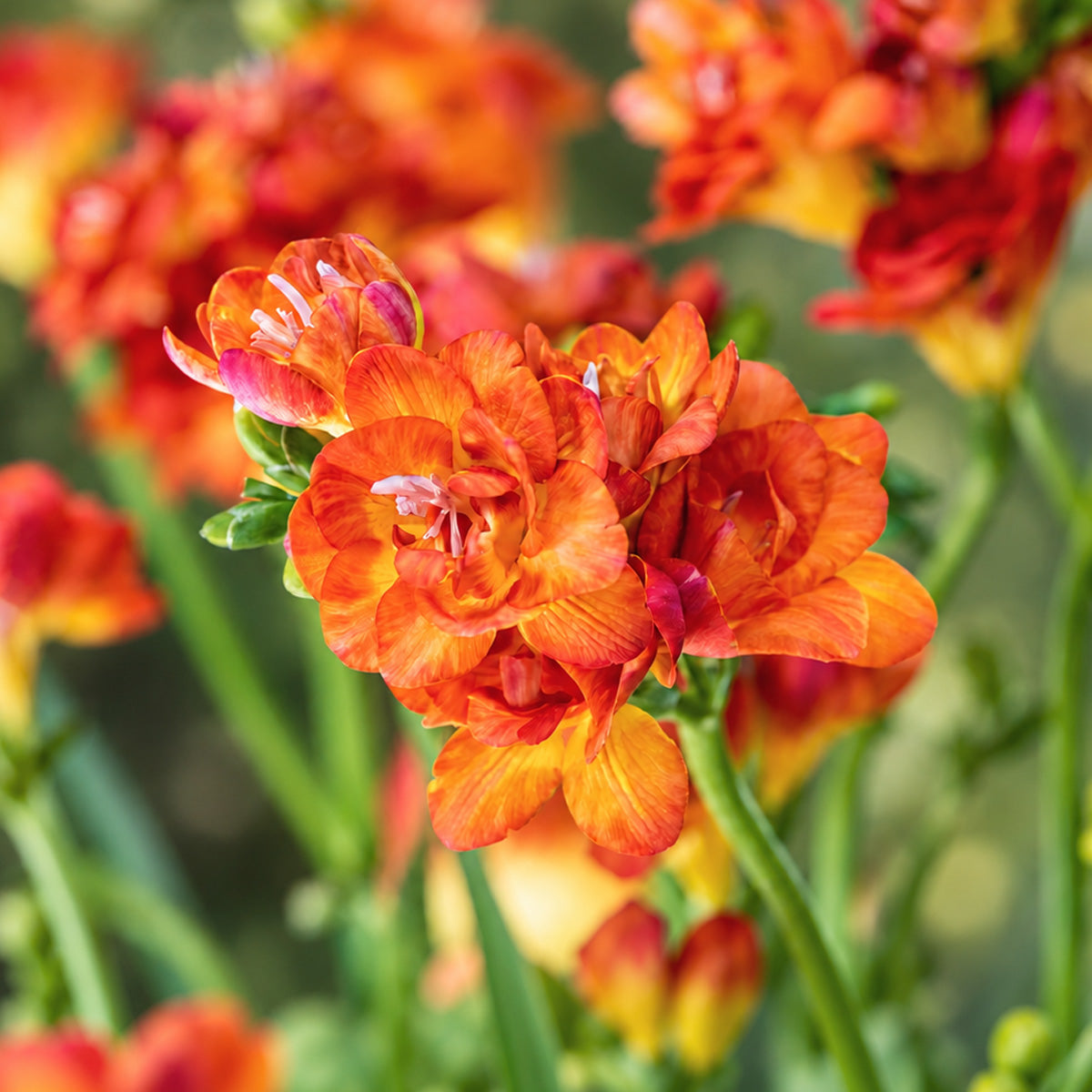 Freesia Bastogne