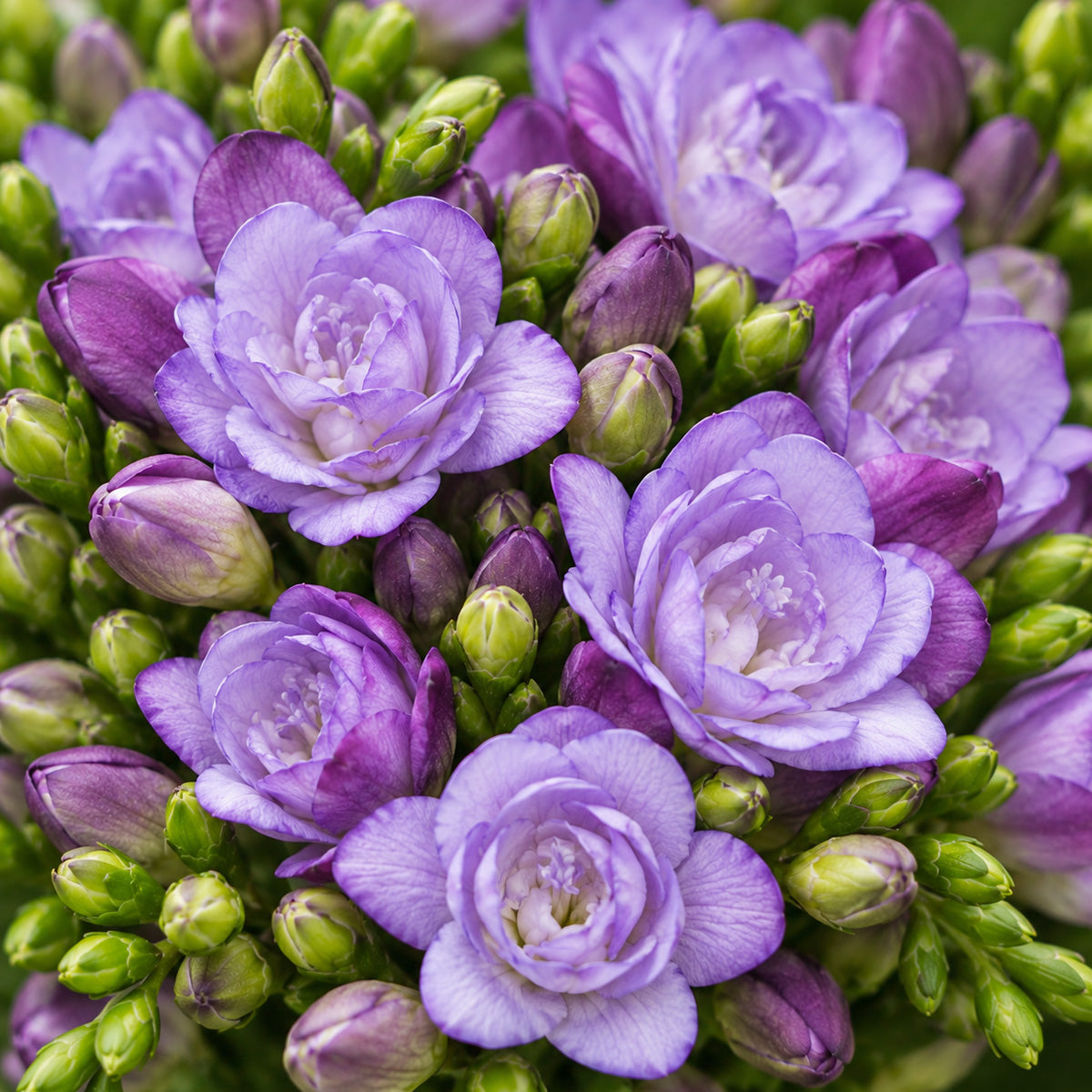 Freesia Biscaya