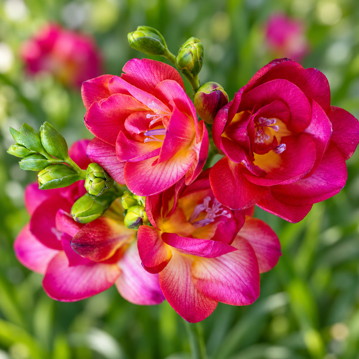 Freesia Cherise