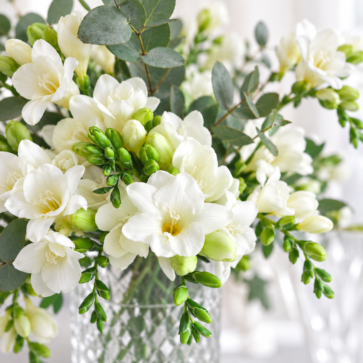 Freesia Giant Corvette
