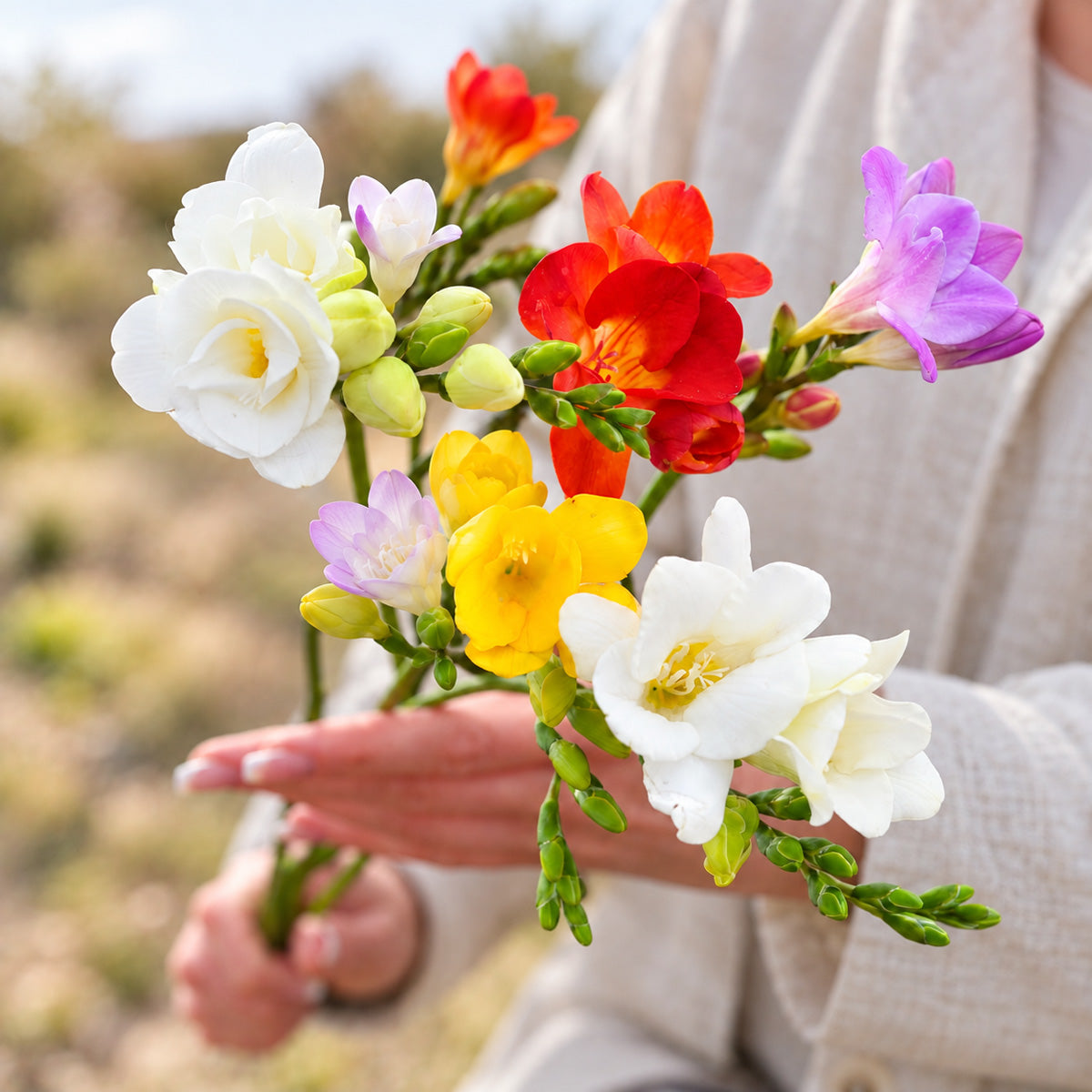 Freesia Giant Mixed