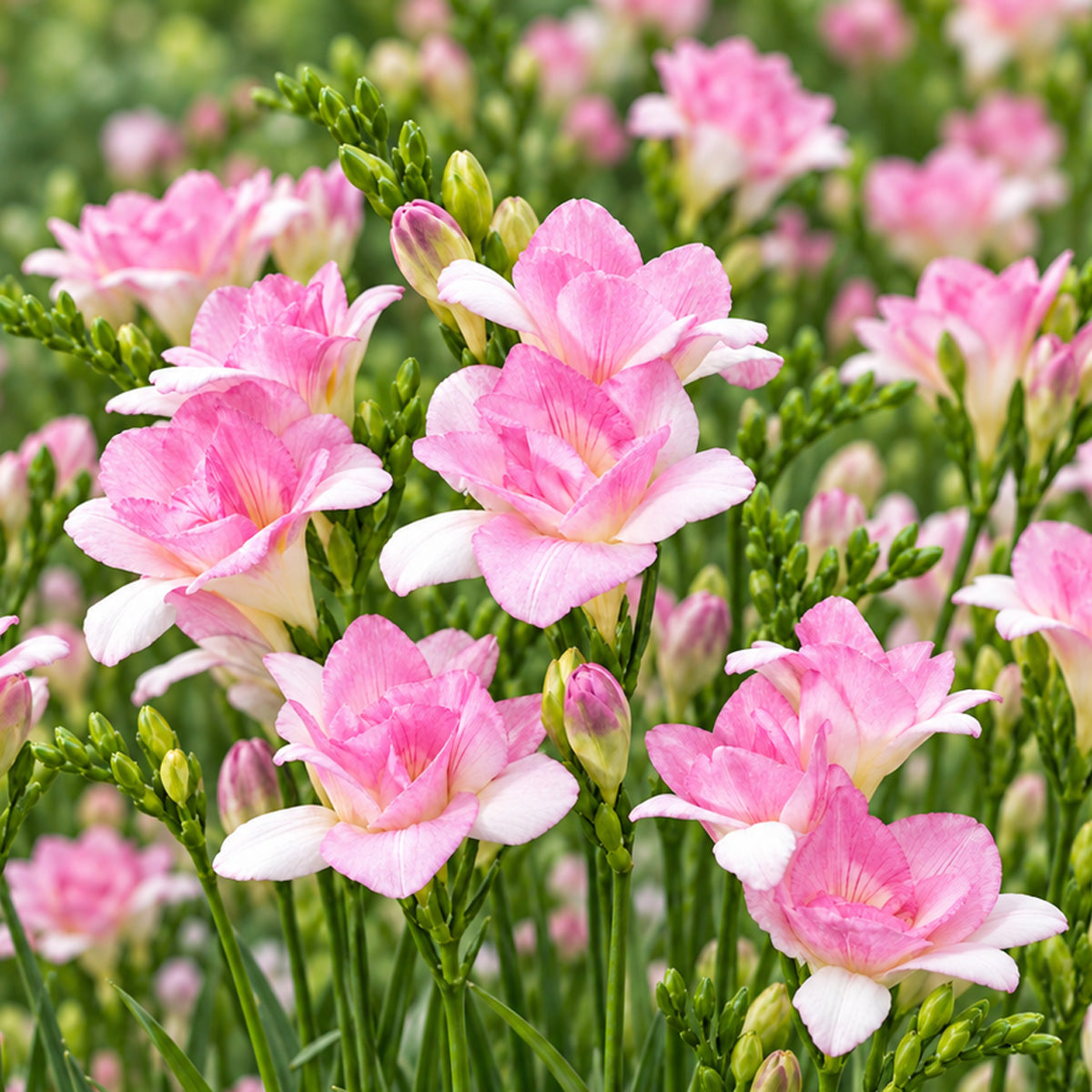 Freesia Honeymoon