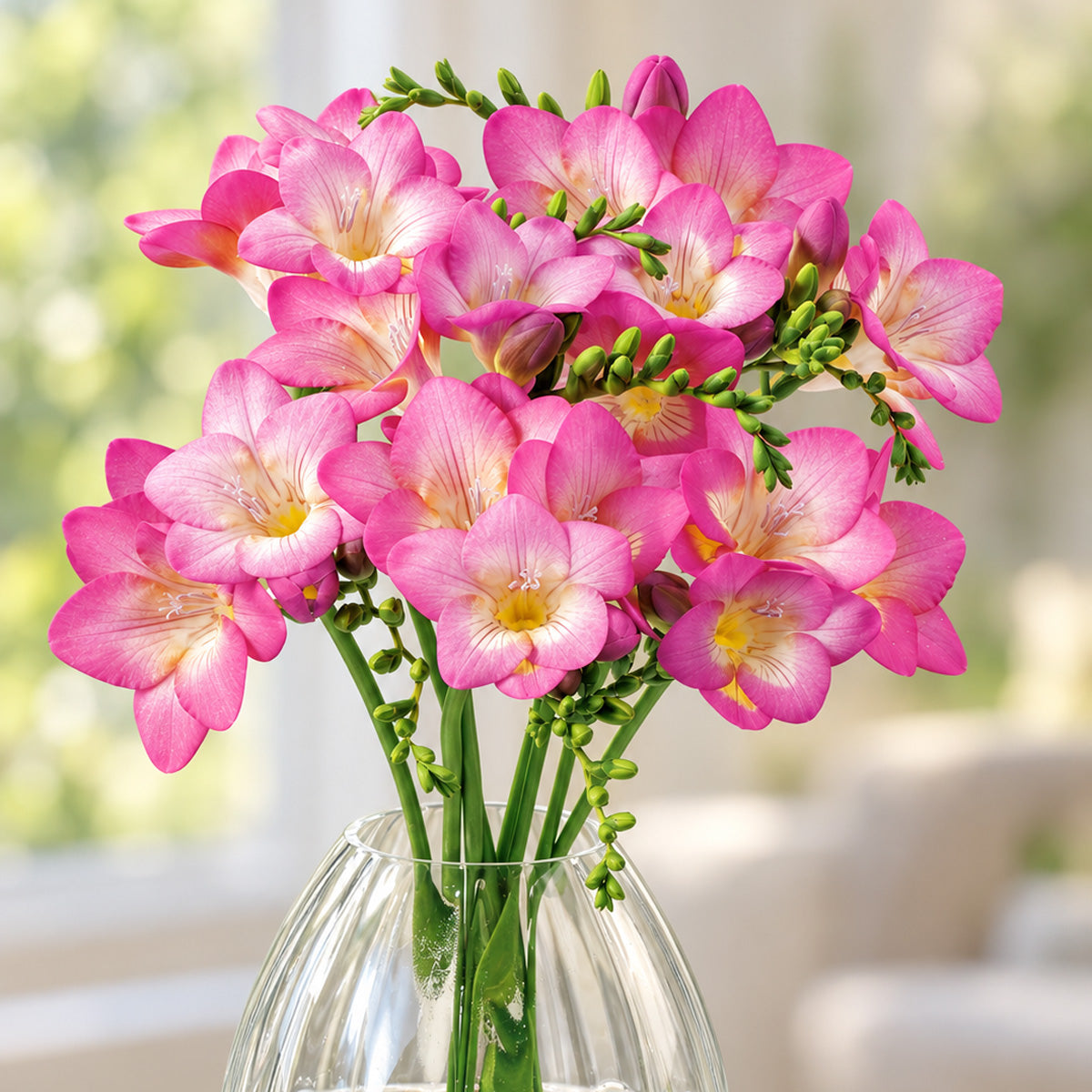 Freesia Giant Pink Devotion