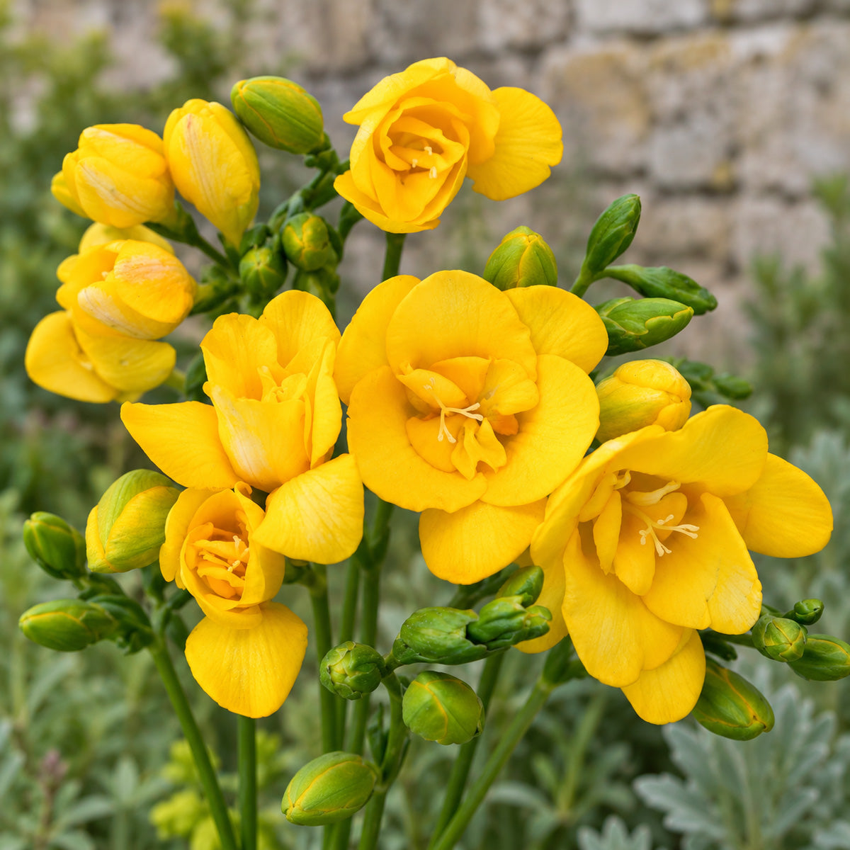 Freesia Yvonne