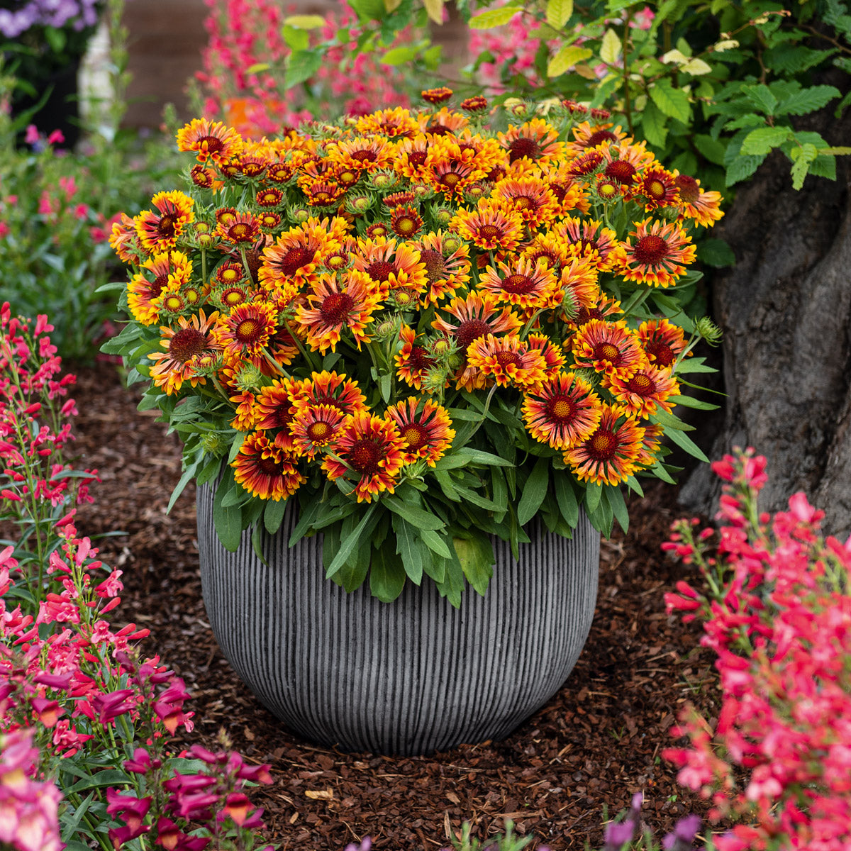 Gaillardia Spin Top Mariachi Copper Sun