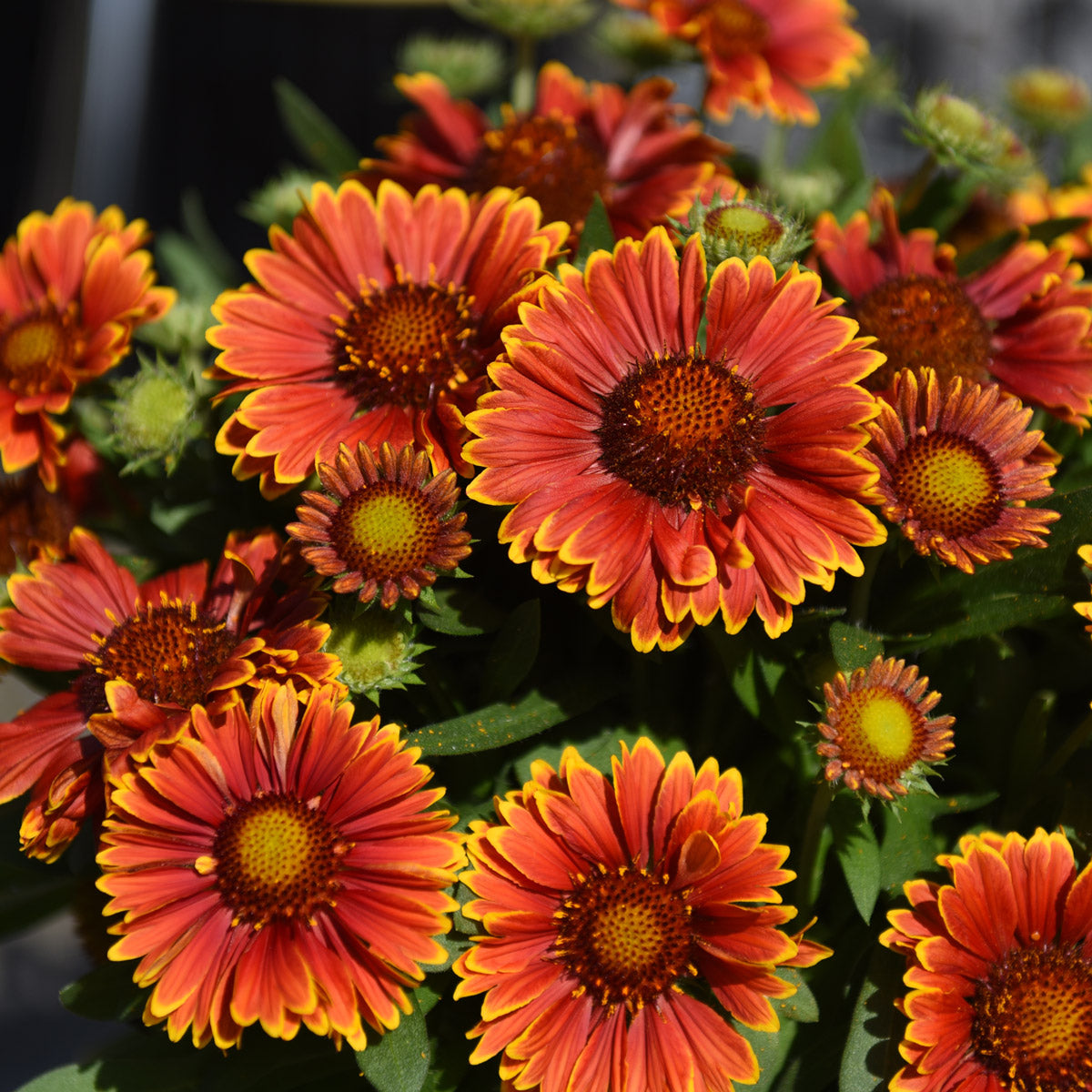 Gaillardia Spin Top Yellow Touch
