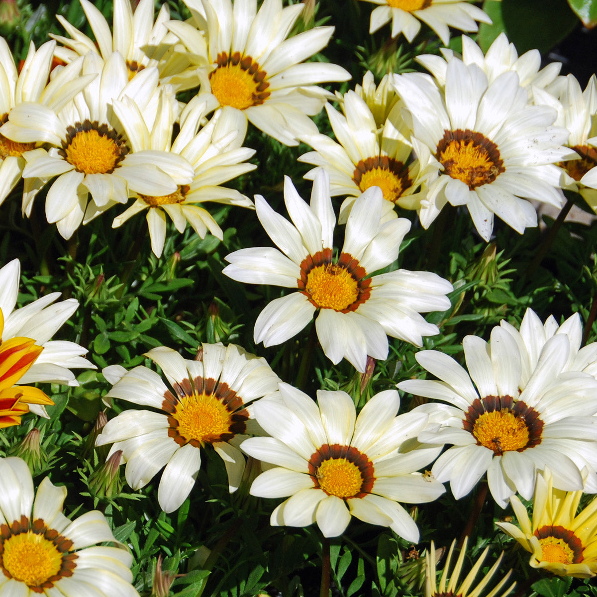 Gazania White