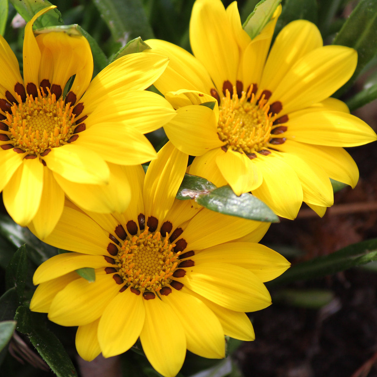 Gazania Yellow
