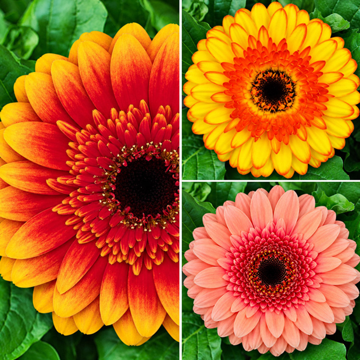 Gerbera Ruffled Collection