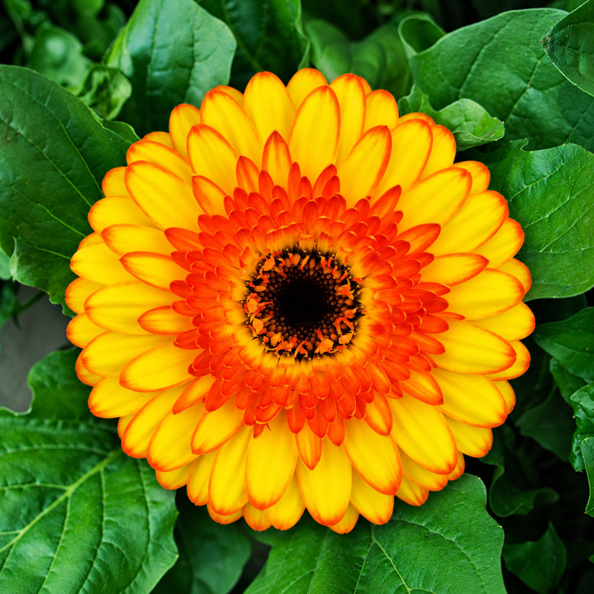 Gerbera Barbados
