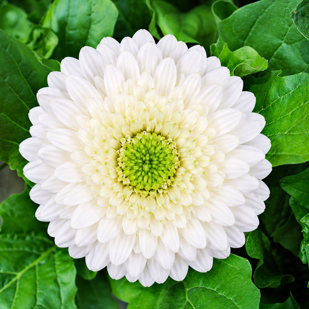 Gerbera Bolero EchoEcho