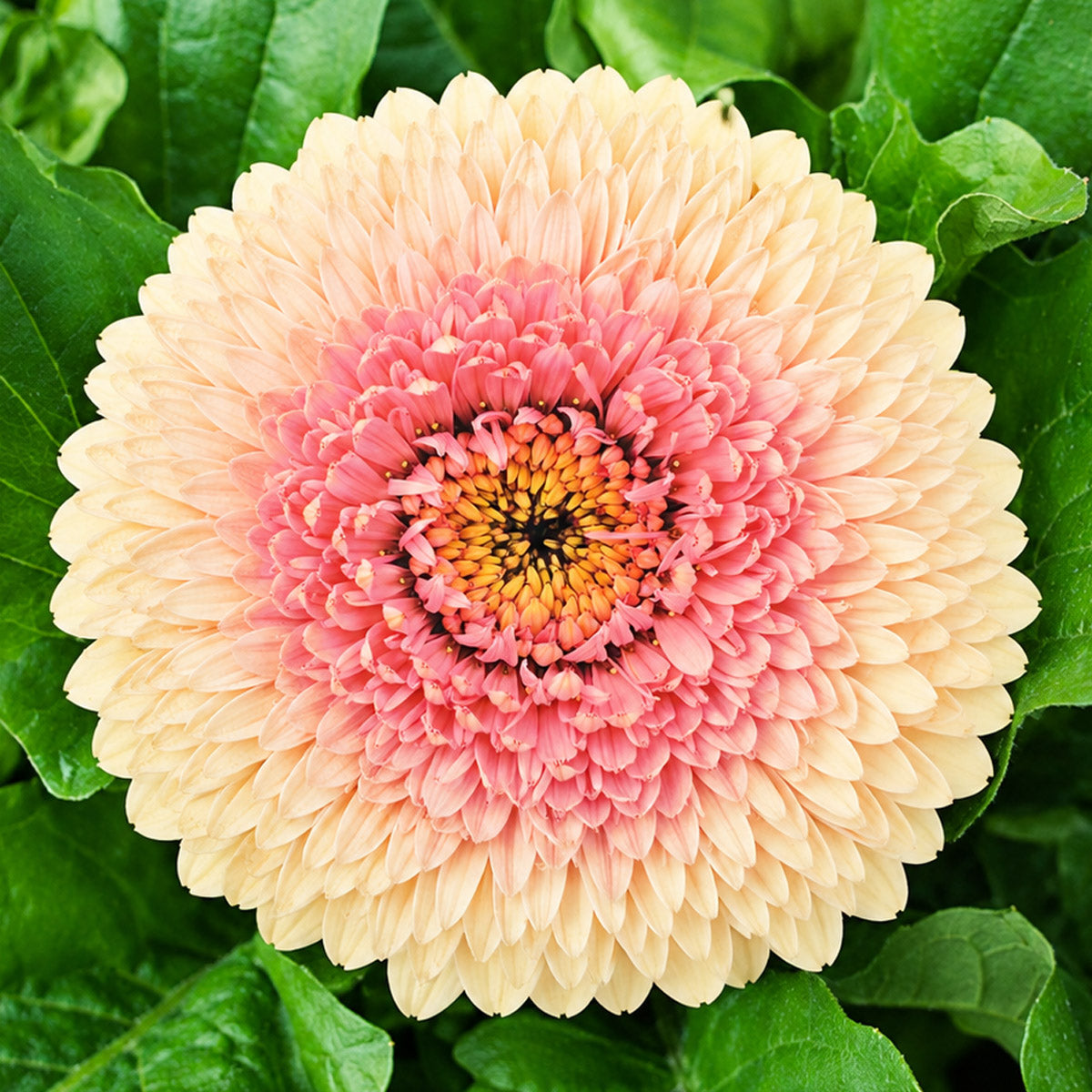 Gerbera Bolero JayJay
