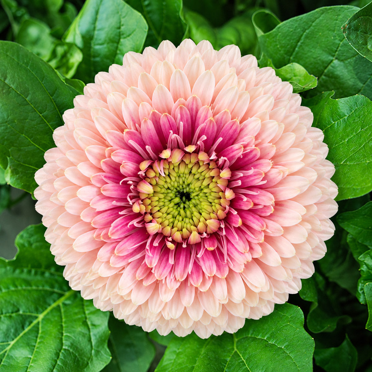 Gerbera Bolero LinerLiner