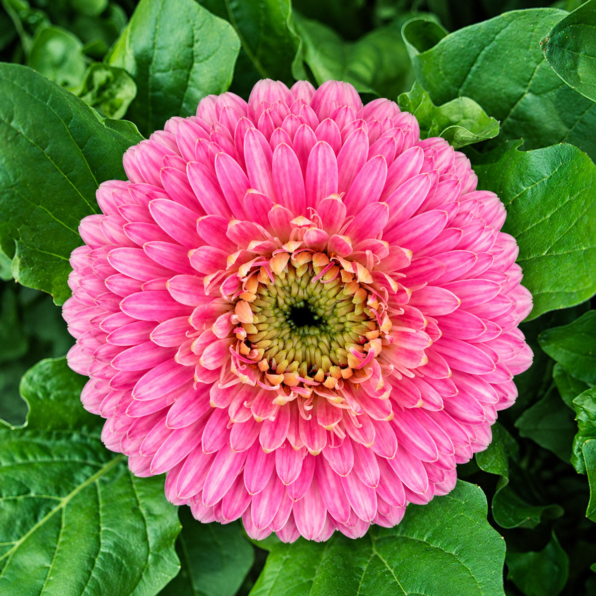 Gerbera Bolero NeptuneNeptune