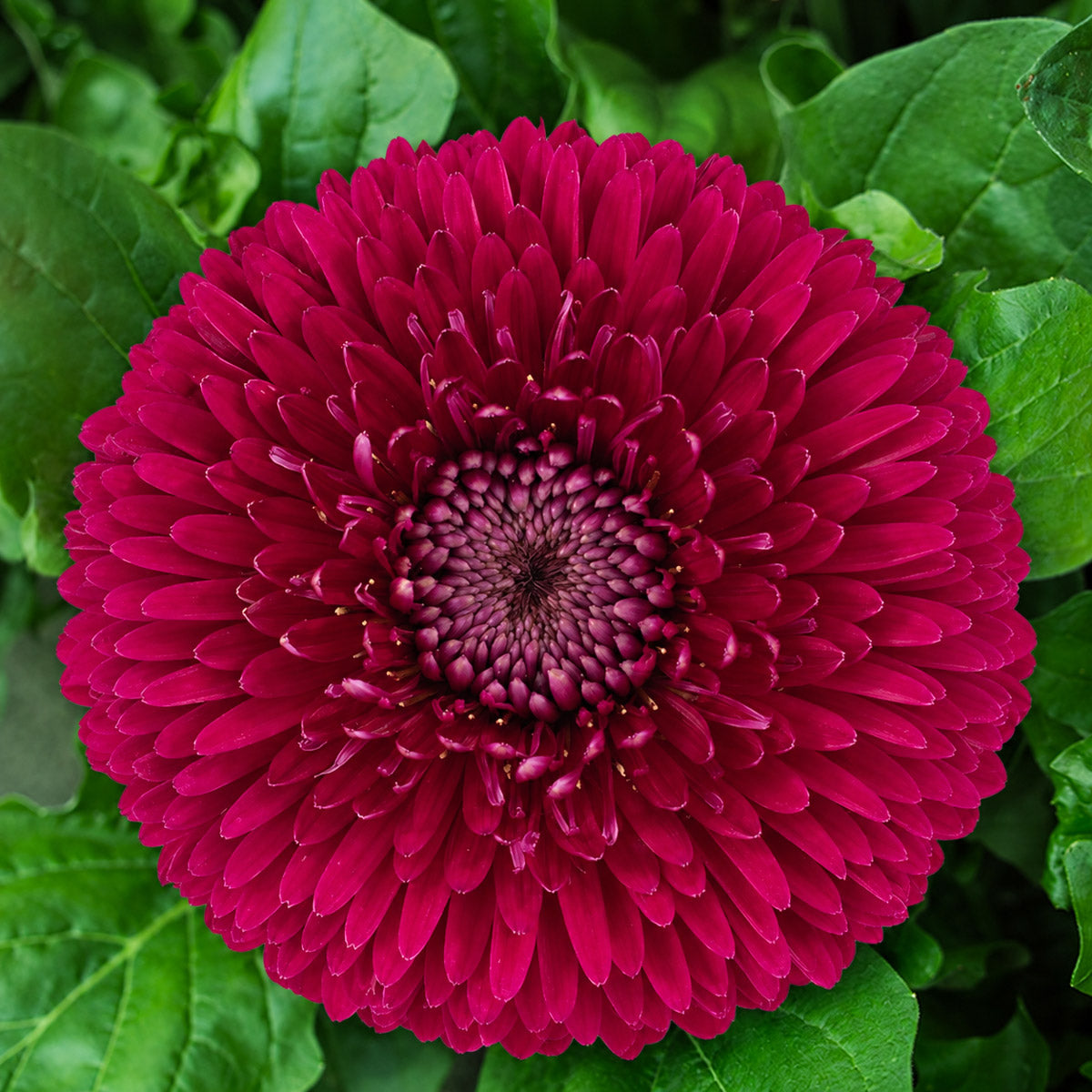 Gerbera Bolero RicoRico