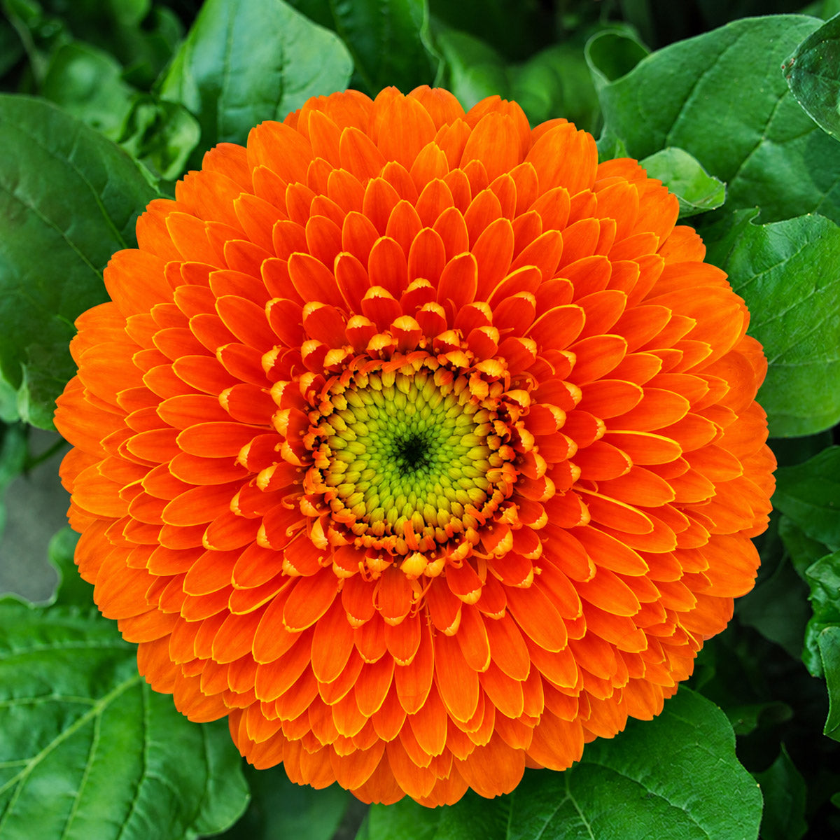 Gerbera Bolero RajaRaja