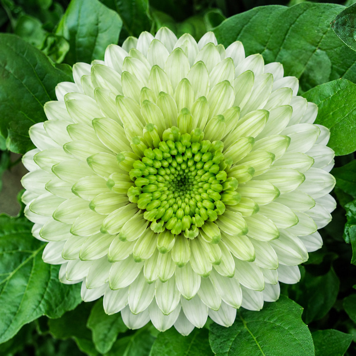 Gerbera Bolero ViriViri