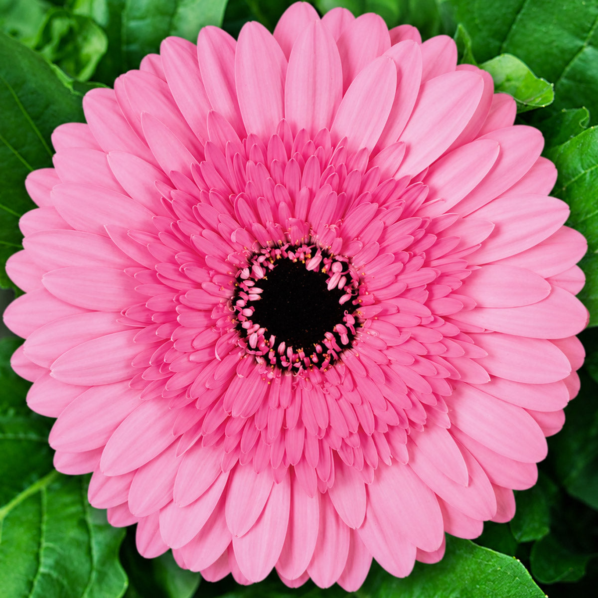Gerbera Mozart