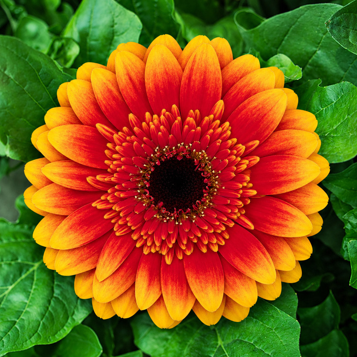 Gerbera Papagayo