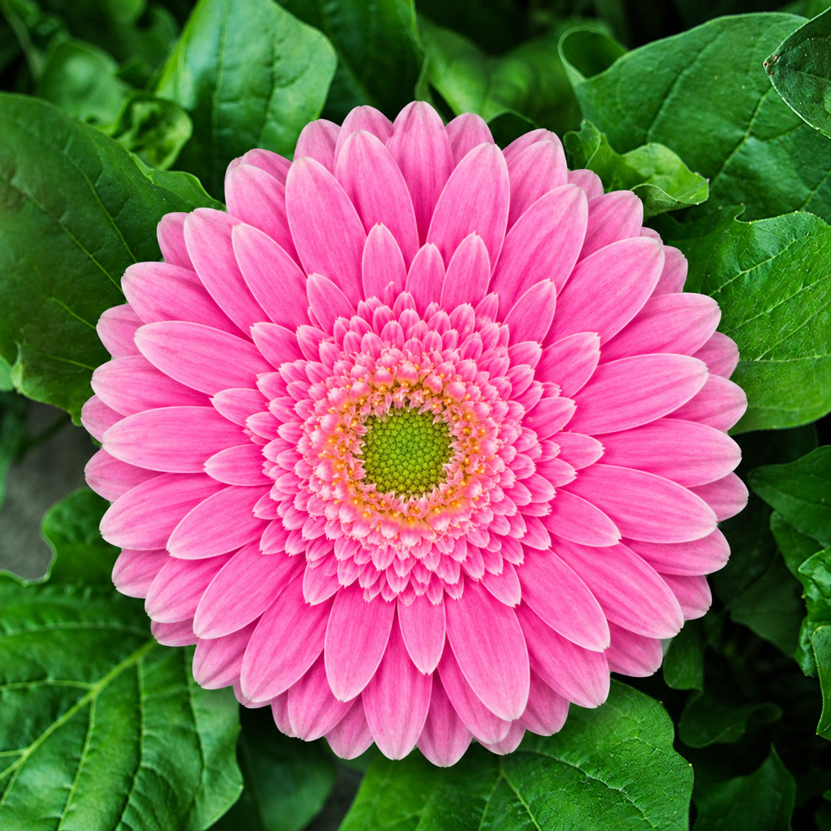 Gerbera Pippa
