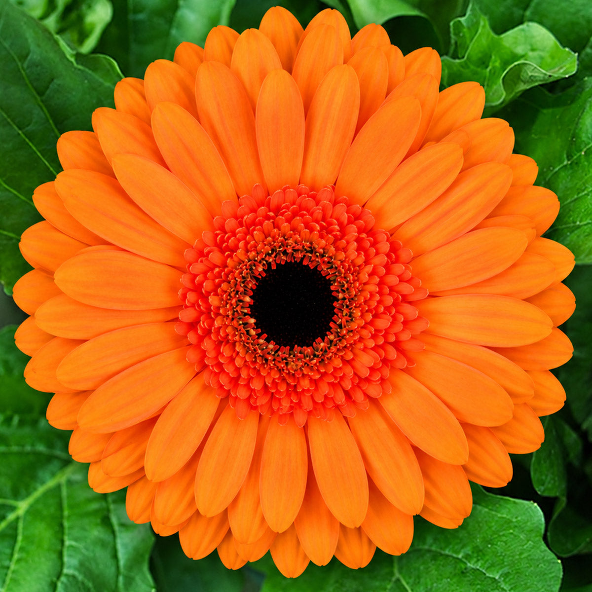 Gerbera Tutti Frutti