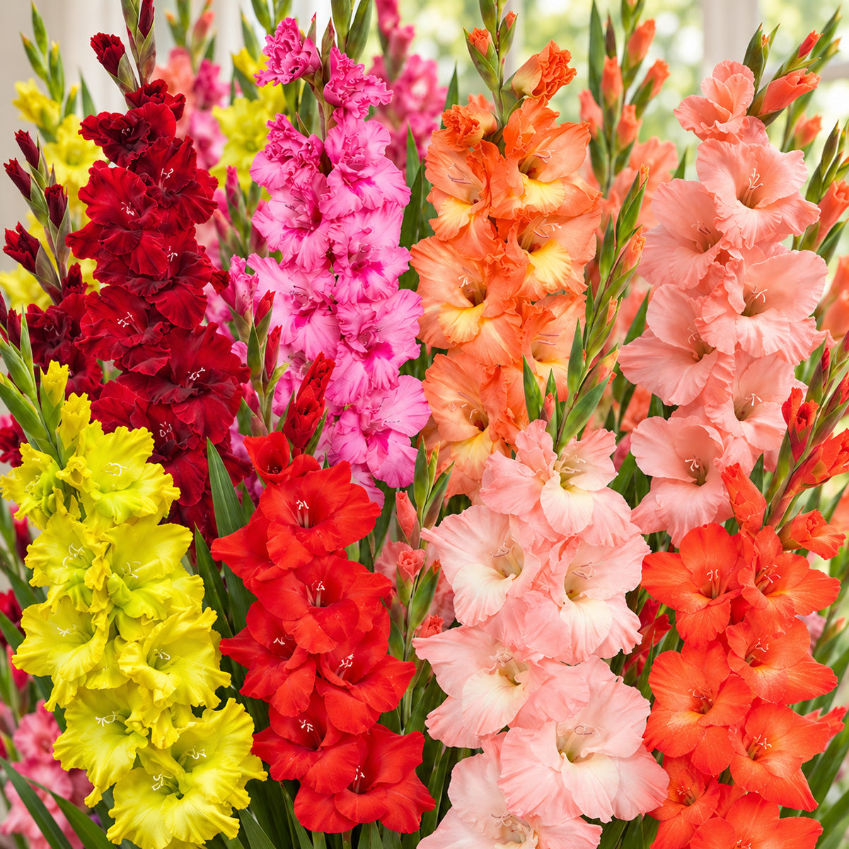 Gladioli Tropical Glow Blend