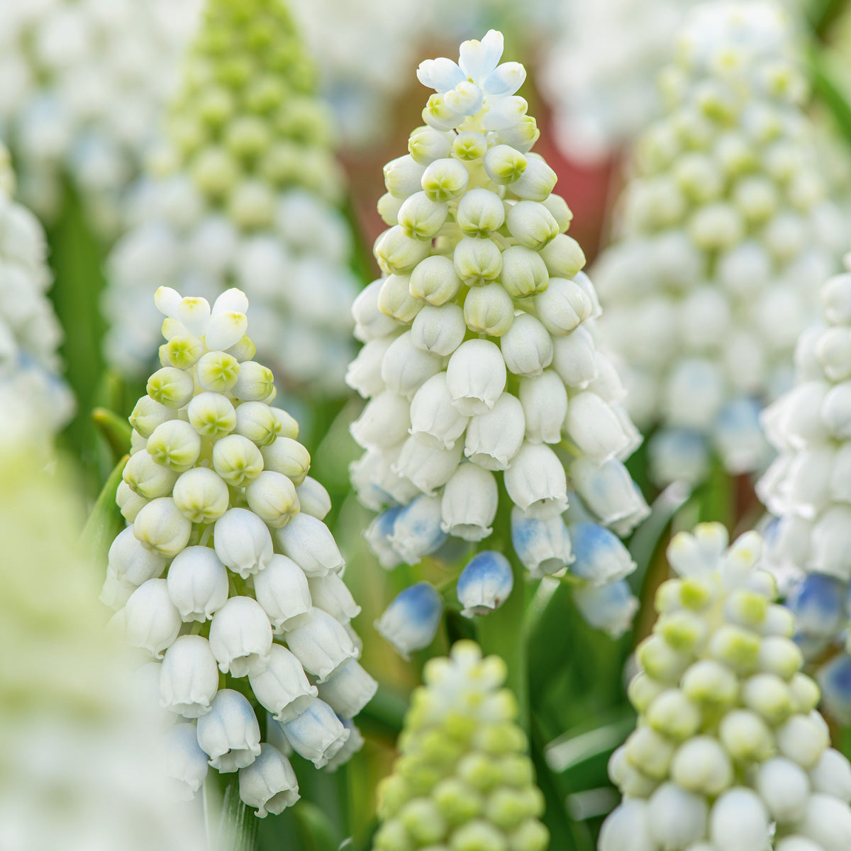 Grape Hyacinth Alaska