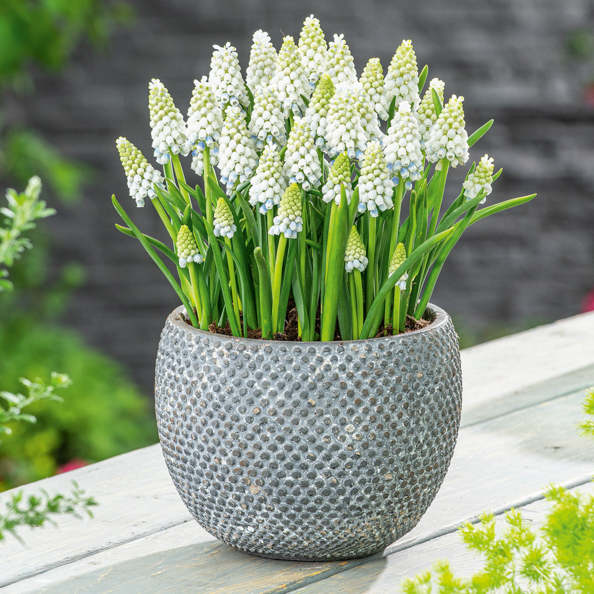 Grape Hyacinth Alaska