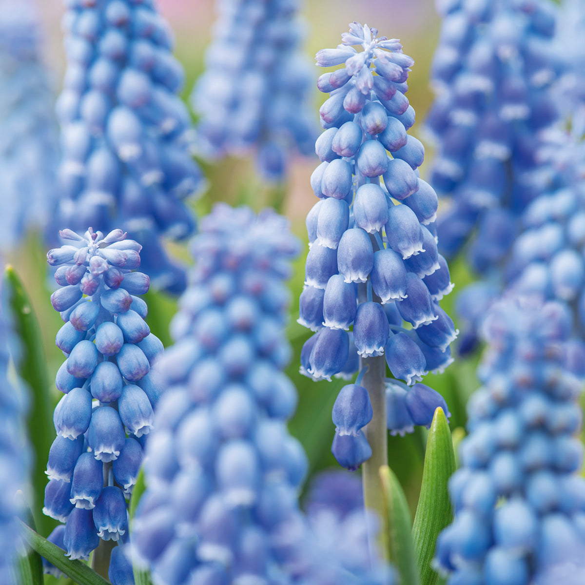 Grape Hyacinth Atlantic