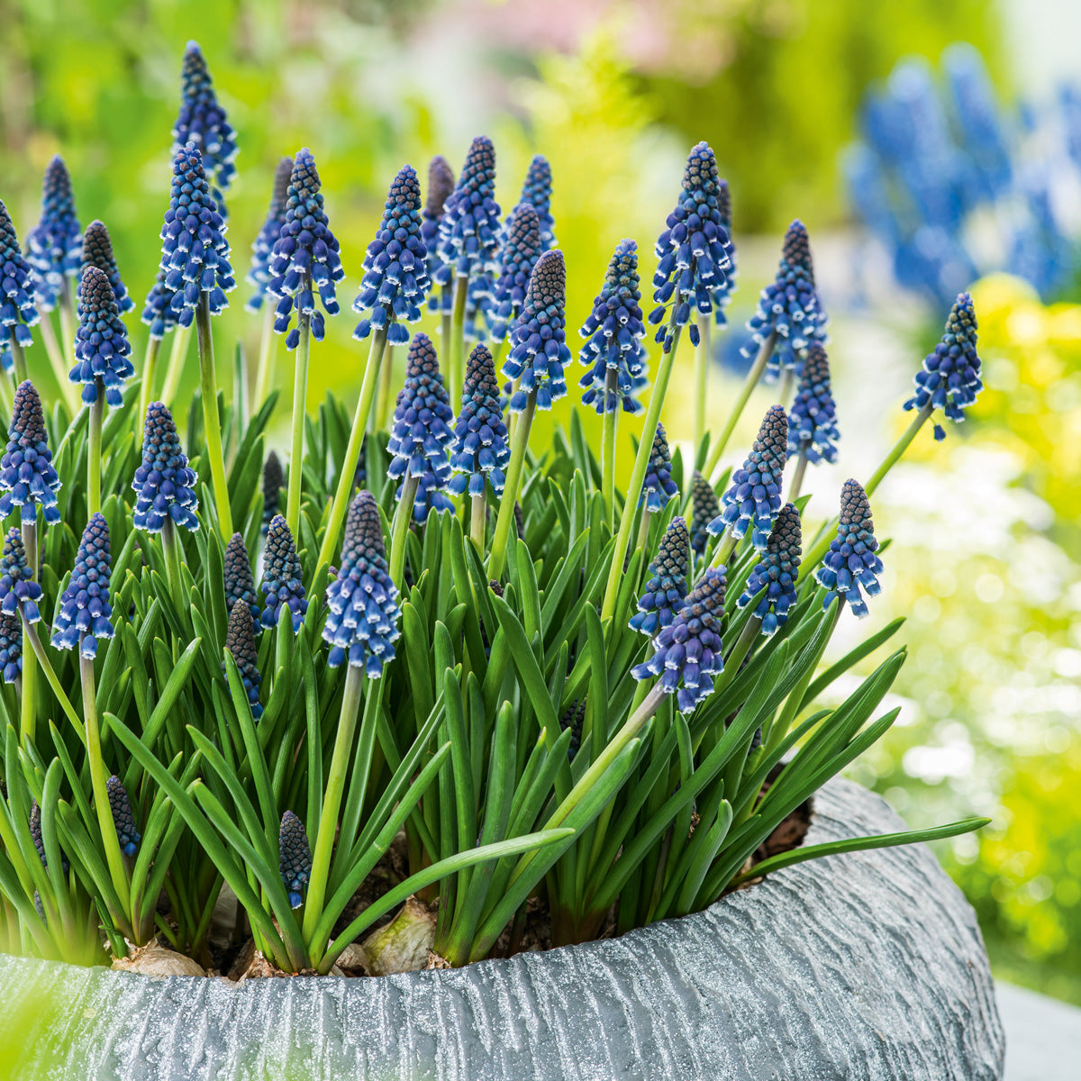Grape Hyacinth Joyce Spirit