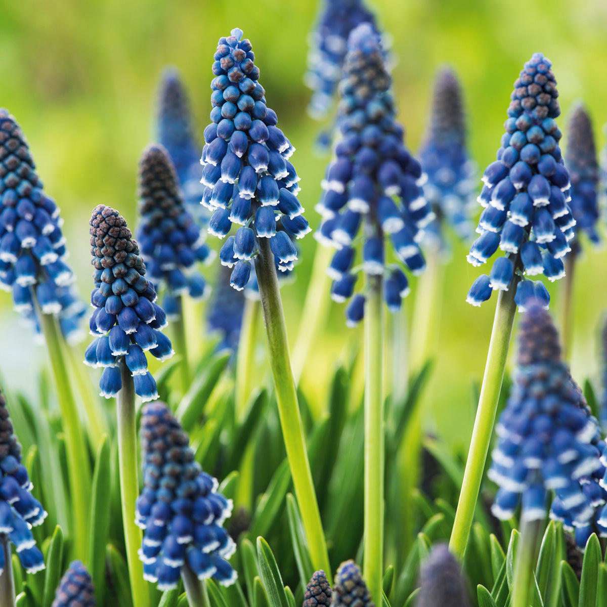 Grape Hyacinth Joyce Spirit