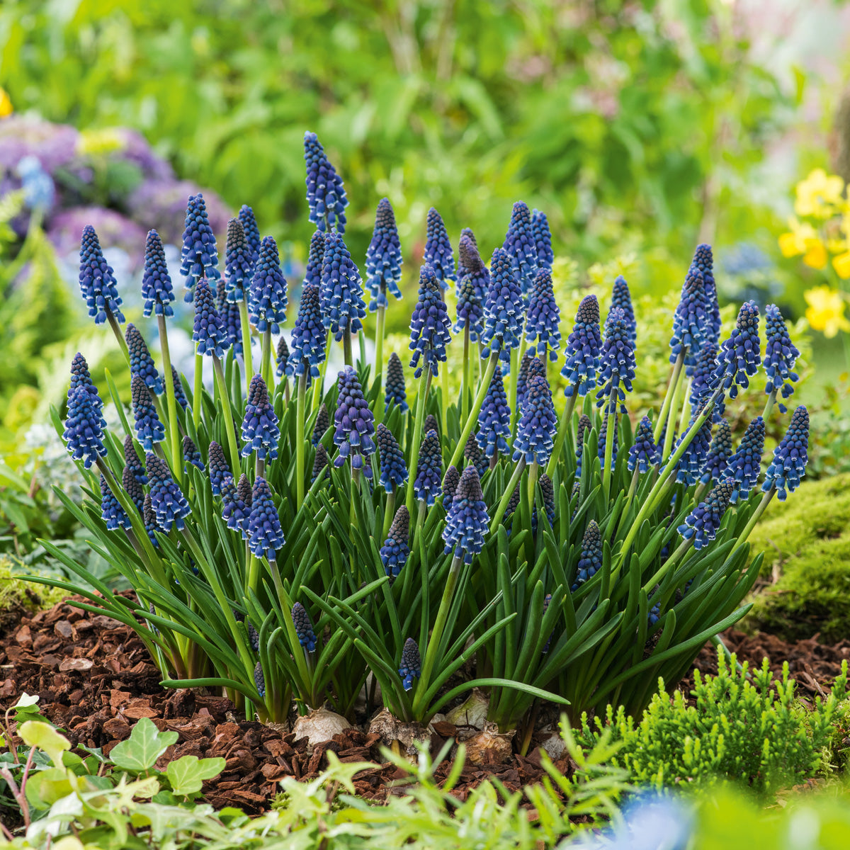 Grape Hyacinth Joyce Spirit