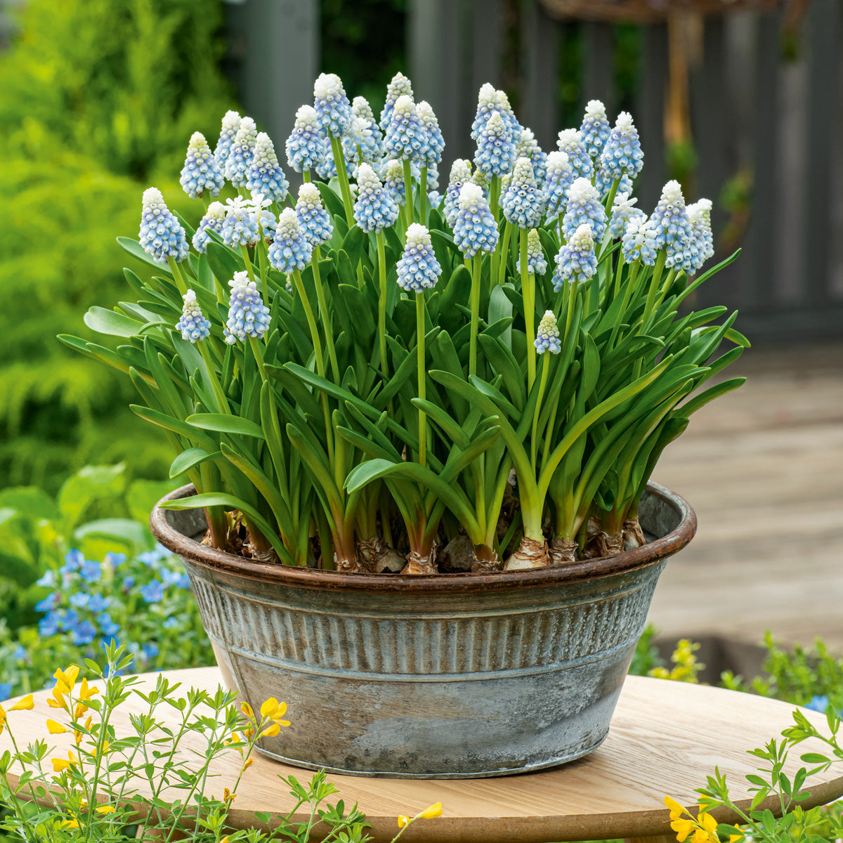 Grape Hyacinth Mountain Lady