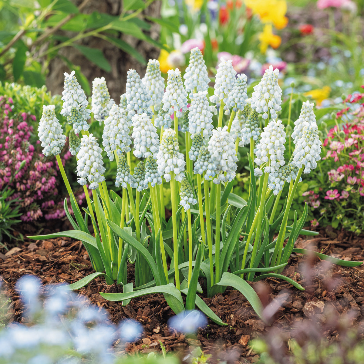 Grape Hyacinth Natures Beauty