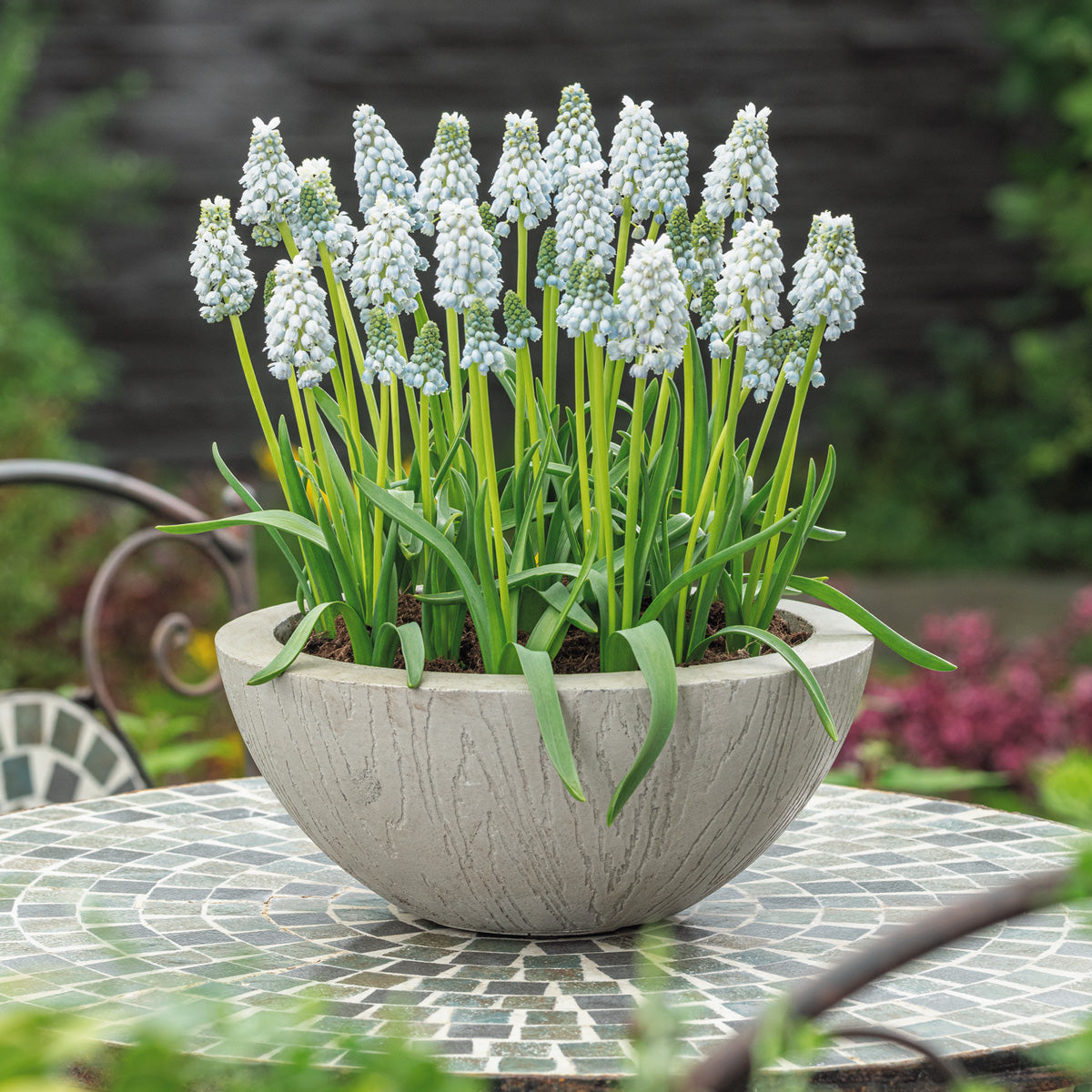 Grape Hyacinth Natures Beauty