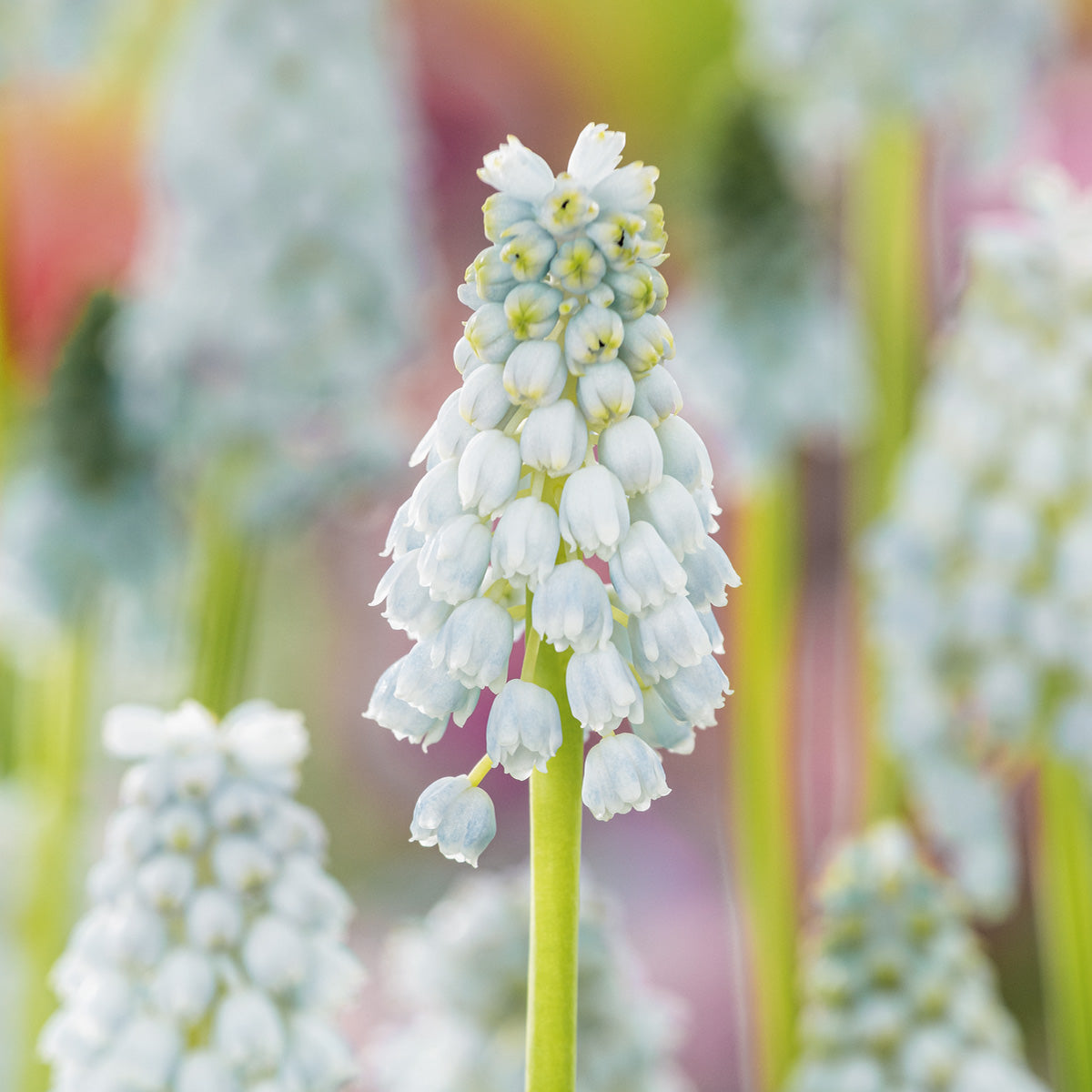 Grape Hyacinth Natures Beauty