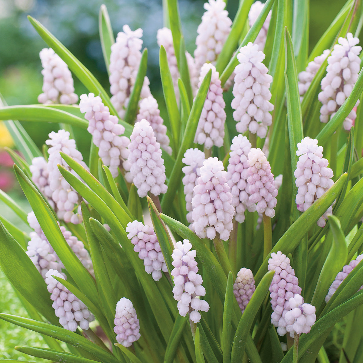 Grape Hyacinth Pink Surprise