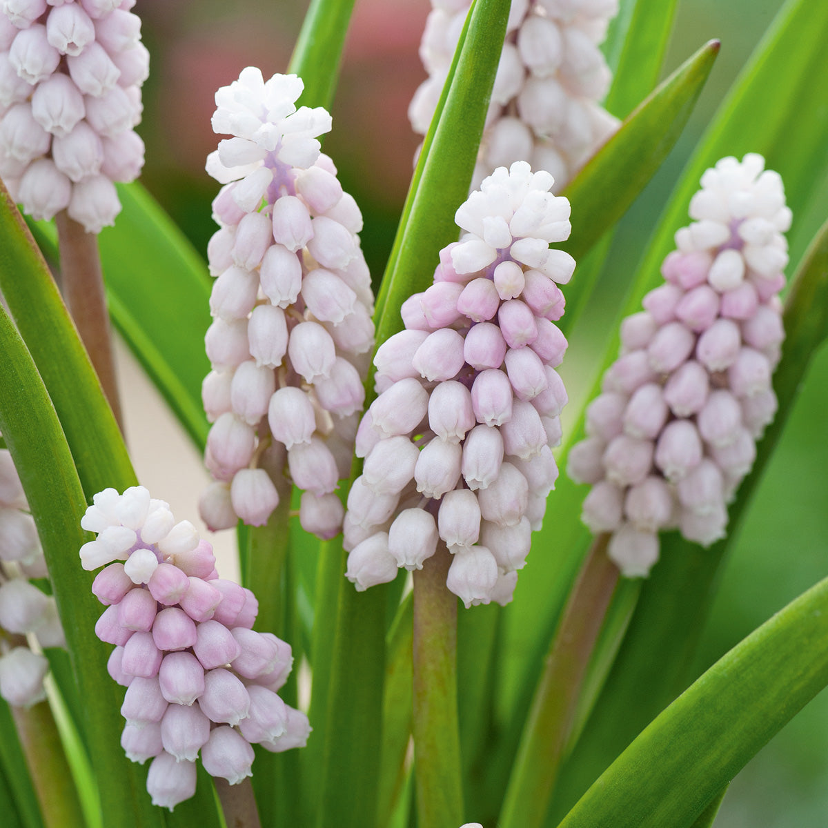 Grape Hyacinth Pink Surprise