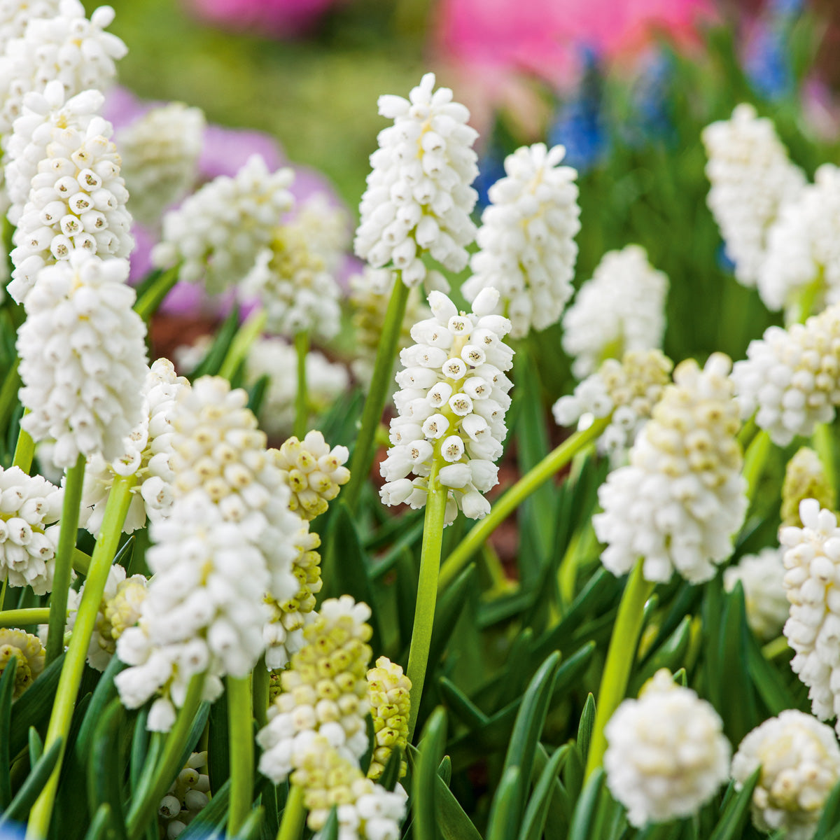 Grape Hyacinth White Magic